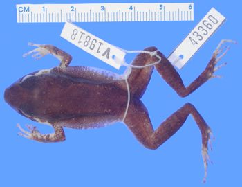 Media type: image; Herpetology A-43360